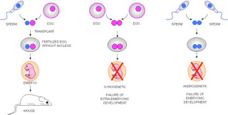 genomic imprinting mechanism